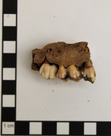 Ein Teil des Oberkiefers eines Schweins war direkt neben einem der Zähne abgehackt worden.