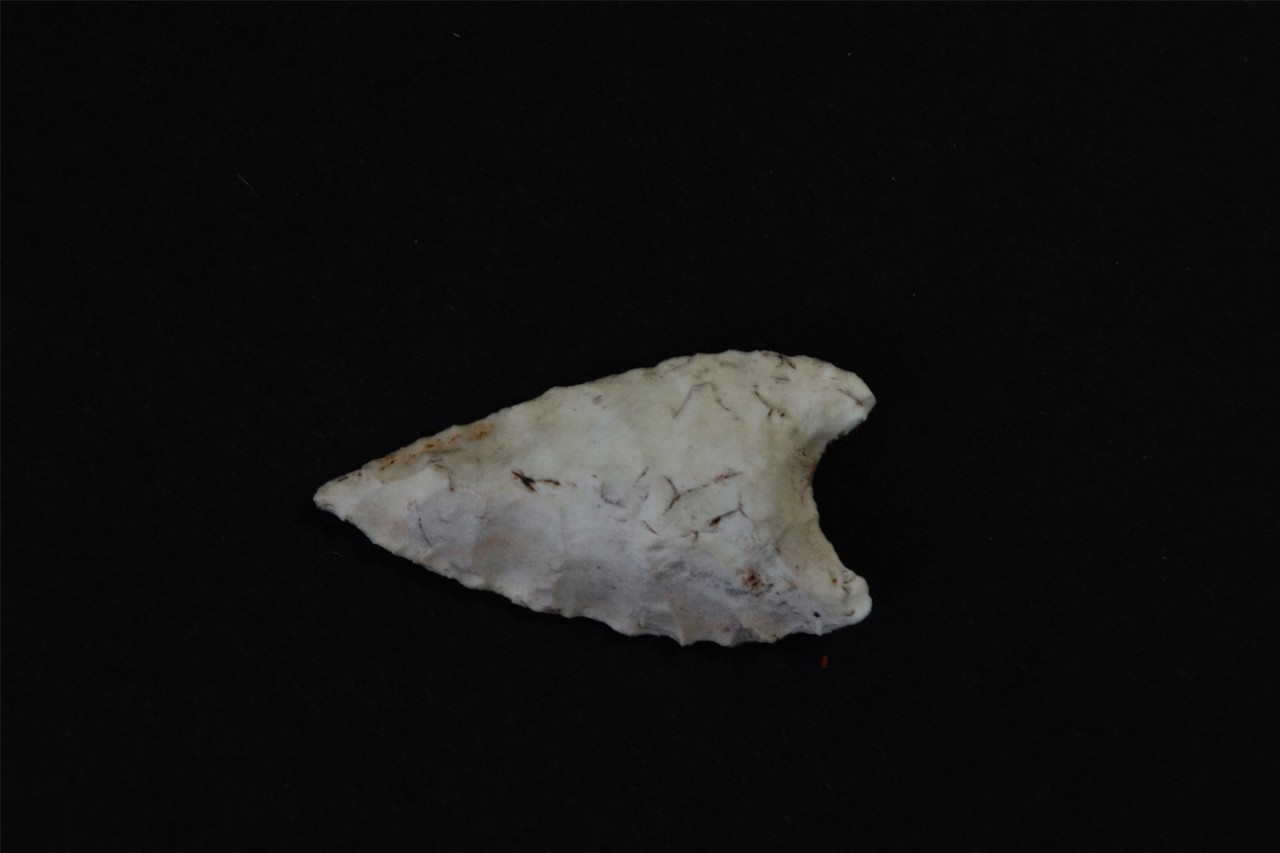 Jurassic maple arrowhead