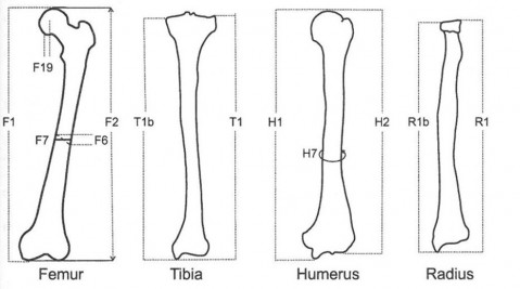 Ein Beispiel für die Messung von Knochen