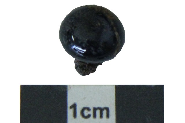 Well-preserved proterobas button from the 17th century, found by IN TERRA VERITAS during an excavation in Schwabach, Middle Franconia, Bavaria, Germany